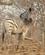 323 Zebra Chobe N. P. Botswana Anne Vibeke Rejser DSC07368