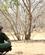 330 Siesta I Teltlejren Chobe N. P. Botswana Anne Vibeke Rejser DSC07353