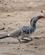 331 Naesehornsfuglen Er Nysgerrig Chobe N. P. Botswana Anne Vibeke Rejser DSC07352