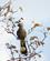 332 Go Away Bird (Gaavaekfugl) Giver Advarselssignal Ved Fare Chobe N. P. Botswana Anne Vibeke Rejser DSC07363