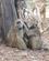 340 Bavianer Er Altid Sociale Chobe N. P. Botswana Anne Vibeke Rejser DSC07369