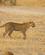 422 Leoparden Gaar Maalrettet Gennem Graesset Savuti March Botswana Anne Vibeke Rejser DSC07419
