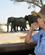 512 Elefanter Savuti March Botswana Anne Vibeke Rejser IMG 6433