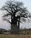431 Baobab Trae Savuti March Botswana Anne Vibeke Rejser IMG 6413