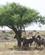 602 Koantiloper Under Et Trae Som Overlevede Branden Botswana Anne Vibeke Rejser DSC07488