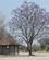 610 Jacaranda Træ I Khwai Village Botswana Anne Vibeke Rejser IMG 6469