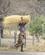613 Kvinde Med Ris Paa Hovedet Khwai Village Botswana Anne Vibeke Rejser DSC07489