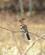 710 Haerfugl Moremi Botswana Anne Vibeke Rejser DSC07537