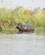 834 Enlig Flodhest Som Kaster Sig I Vandet Okavango Delta Botswana Anne Vibeke Rejser DSC07622
