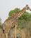 900 Giraf Okavango Delta Botswana Anne Vibeke Rejser DSC07650
