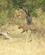 904 Et Glimt Af En Leopard Okavango Delta Botswana Anne Vibeke Rejser DSC07662