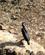 336 Abyssinske Hornravn (Grounded Hornbill) Bahir Dar Etiopien Anne Vibeke Rejser DSC09082