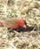 337 Afrikansk Ildfinke (African Firefinch) Bahir Dar Etiopien Anne Vibeke Rejser DSC09095
