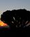 1024 Solnedgang Bag Kandelaberkaktus Gheralta Lodge Etiopien Anne Vibeke Rejser IMG 8519