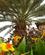 104 Blomster Trives I Den Fugtige Varme Paa Oeen Sal Santa Maria Sal Kap Verde Anne Vibeke Rejser PICT0139