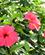 230 Hibiscus Santiago Kap Verde Anne Vibeke Rejser PICT0188