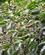 444 Kaffeplantage Santo Antao Kap Verde Anne Vibeke Rejser PICT0321