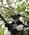 100 Indri Lemurer Andasibe Madagaskar Anne Vibeke Rejser DSC06536