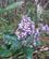 104 Mange Forskellige Blomster I Regnskoven Andasibe Madagaskar Anne Vibeke Rejser IMG 1107