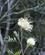 105 Eksotiske Blomster Andasibe Madagaskar Anne Vibeke Rejser DSC06523
