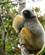 120 Diadem Sifaka Andasibe Madagaskar Anne Vibeke Rejser DSC06581