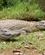 204 Krokodiller I Vakona Reservat Madagaskar Anne Vibeke Rejser DSC06654
