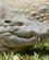 206 Krokodillerne Ligger Helt Stille Men Er Lynhurtige Vakona Reservat Madagaskar Anne Vibeke Rejser DSC06655