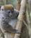 222 Bambus Lemur Vakona Reservat Madagaskar Anne Vibeke Rejser DSC06715