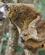 226 Lemur Med Unge Vakona Reservat Madagaskar Anne Vibeke Rejser DSC06718
