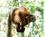 300 Lemur I Palmarium Reserve Madagaskar Anne Vibeke Rejser DSC06770