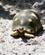 356 Landskildpadde Palmarium Reserve Madagaskar Anne Vibeke Rejser DSC06761