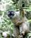 364 Lemurer Er Nysgerrigepalmarium Reserve Madagaskar Anne Vibeke Rejser DSC06789