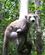 366 Lemur Med Unge Palmarium Reserve Madagaskar Anne Vibeke Rejser IMG 1224