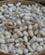 721 Silkesommerfuglens Puppe Kan Levere Op Til 900 Meter Silketraad Madagaskar Anne Vibeke Rejser IMG 1643