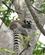 802 Ring Hale Lemur I Anja Naturpark Madagaskar Anne Vibeke Rejser DSC07244