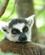 804 Nysgerrig Ring Hale Lemur Anja Naturpark Madagaskar Anne Vibeke Rejser DSC07249