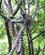 806 Ring Hale Lemurer Ses Baade I Traeer Og Paa Jorden Anja Naturpark Madagaskar Anne Vibeke Rejser DSC07209