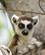 808 Kaere Er Ring Hale Lemurer At Se Paa Anja Naturpark Madagaskar Anne Vibeke Rejser DSC07256