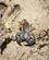 1050 Skorpionen Er Et Af Madagaskars Giftigste Dyr Isalo National Park Madagaskar Anne Vibeke Rejser DSC07360