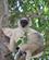 1080 Sifika Lemur Spejder Efter Mad Isalo National Park Madagaskar Anne Vibeke Rejser IMG 1839