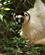 1082 Er Der Noget Mad Jeg Kan Snuppe Isalo National Park Madagaskar Anne Vibeke Rejser DSC07376
