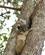1114 Bambus Lemur Zombitse National Park Madagaskar Anne Vibeke Rejser DSC07488