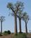 1119 Omraade Med Baobabtraeer Madagaskar Anne Vibeke Rejser IMG 1943