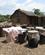 1120 Toender Ved Romproduktion Madagaskar Anne Vibeke Rejser IMG 1955