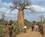 1200 Reniala Baobabskov Ved Mangily Madagaskar Anne Vibeke Rejser IMG 2013