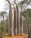 1210 Reniala Baobabskov Ved Mangily Madagaskar Anne Vibeke Rejser IMG 2042