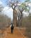 1211 Nogle Baobabtraeer Er Mere End 500 Aar Gamle Reniala Mangily Madagaskar Anne Vibeke Rejser IMG 2044
