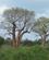 1214 Baobabskoven Reniala Mangily Madagaskar Anne Vibeke Rejser IMG 2019