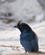 1227 Toppet Drongo Ifaty Madagaskar Anne Vibeke Rejser DSC07584