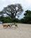 5180 Baobabtrae Monkey Bay Malawi Anne Vibeke Rejser IMG 6692